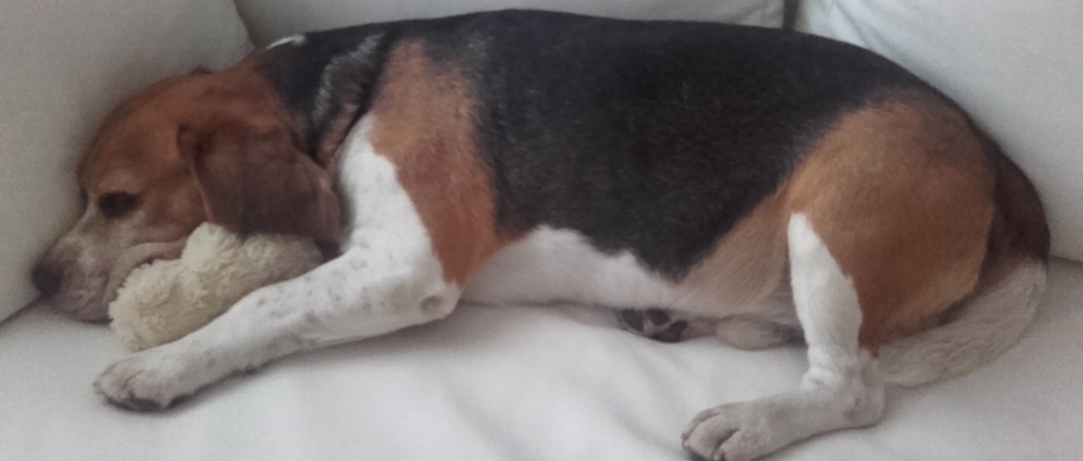 Spenden sammeln | Unser Hund Toni hat eine Bandscheiben OP | Spendenseite