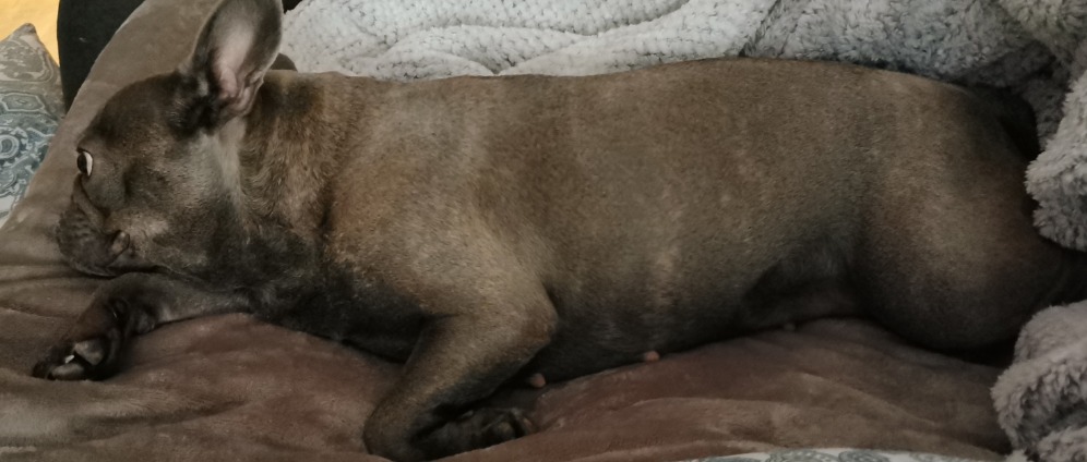 Spenden sammeln | Hilfe für meine Französische Bulldogge Mila | Spendenseite