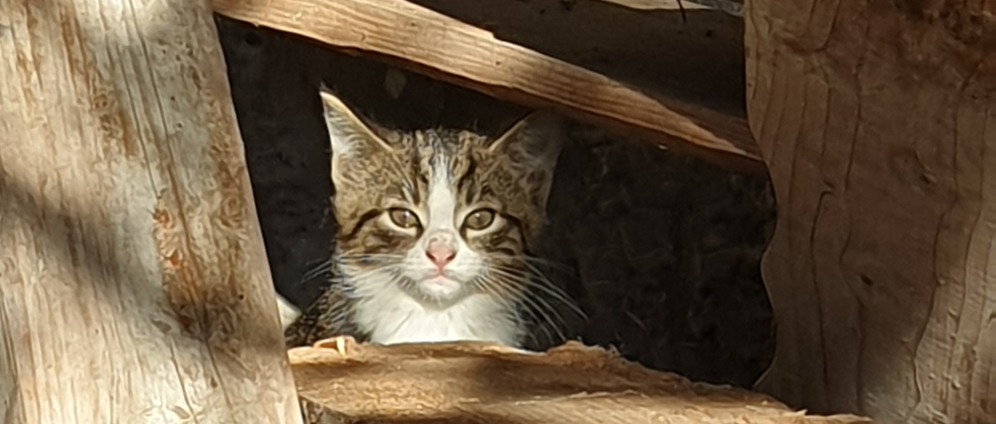 Spenden sammeln | Babykatzen brauchen deine Hilfe! | Spendenseite