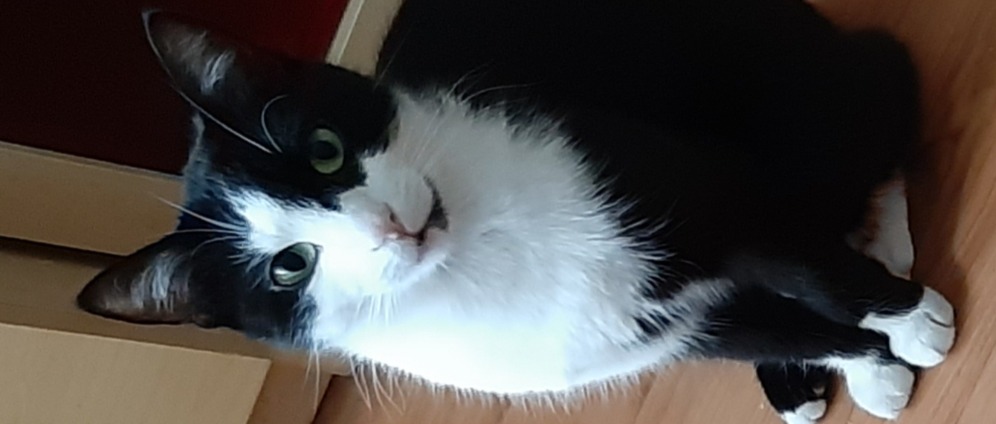 NOT OP für Kater Sam nach Autounfall | Spenden sammeln