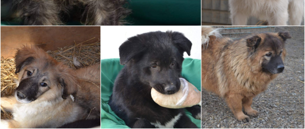 Spenden sammeln | Hilfe für rumänische Straßenhunde | Spendenseite