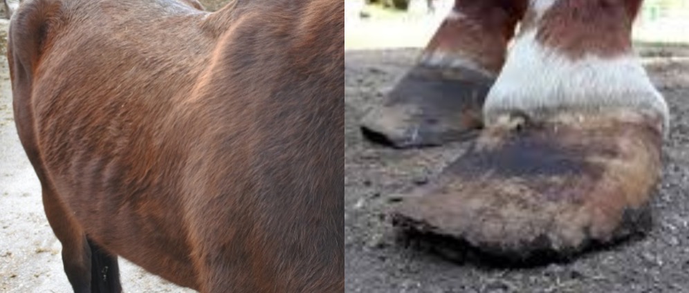 Spenden sammeln | Hilfe für Pferde und Ponys | Spendenseite