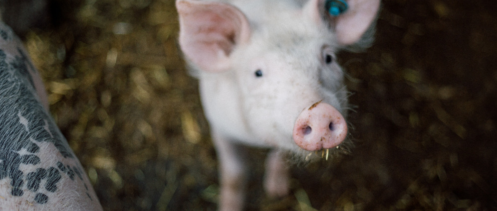 Spenden sammeln | Bauernhaus um Tiere zu retten | Spendenseite