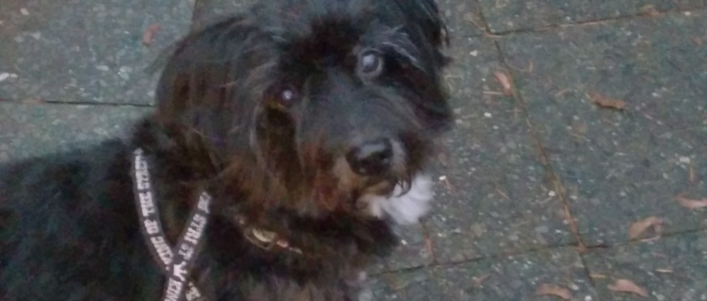 Spenden sammeln | Spendenaufruf meines Hundes Jack | Spendenseite