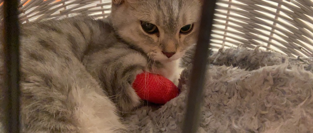 Spenden sammeln | Leberkrankes Kitten Coco | Spendenseite