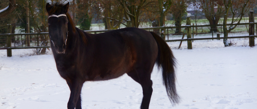 Spenden sammeln | Hilfe für mein krankes Pony | Spendenseite