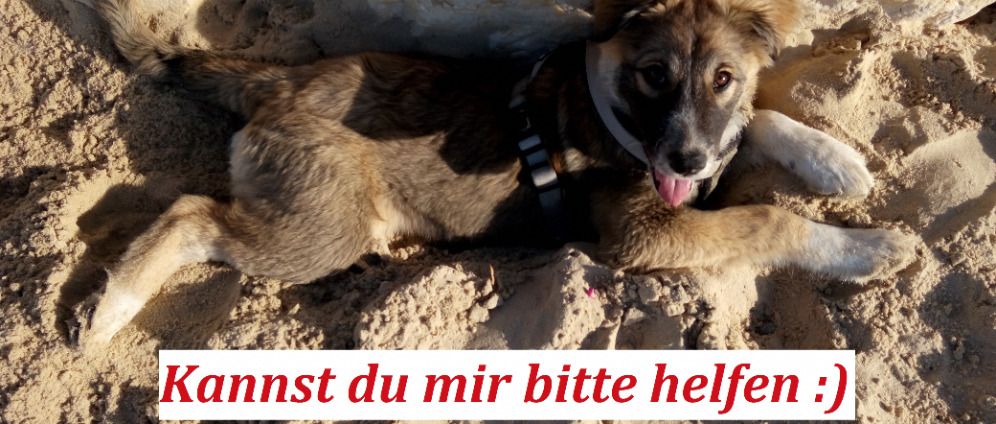Spenden sammeln | Traumatisierte Hündin braucht Hilfe | Spendenseite