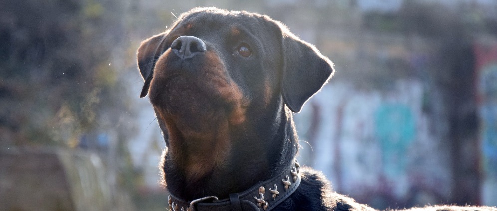 Spenden sammeln | Hilfe für Hunde in der Region | Spendenseite