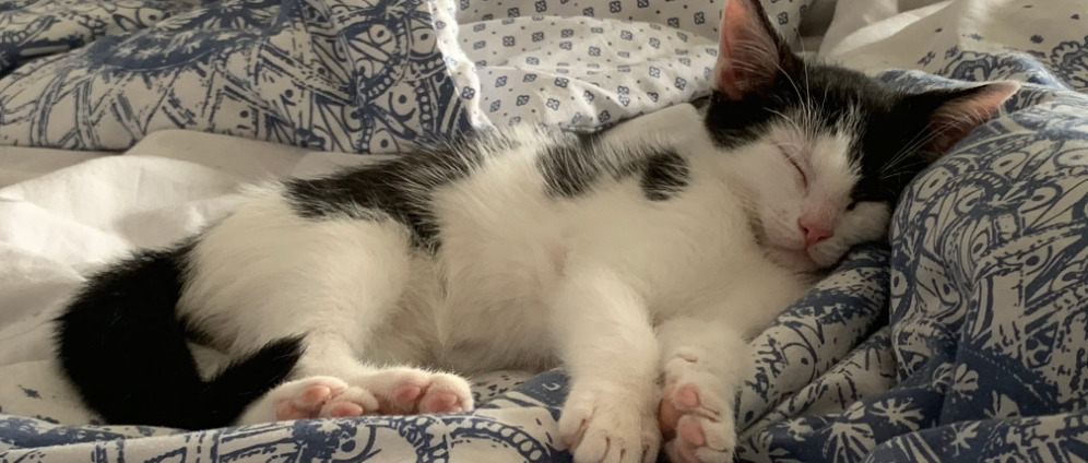 Spenden sammeln | Baby Kater Mogli braucht bitte eure Hilfe | Spendenseite