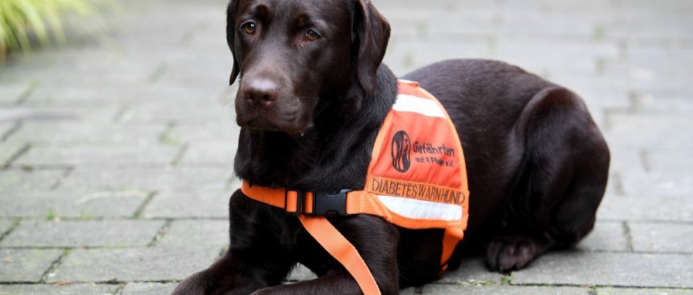 Spenden sammeln | Diabeteswarnhund | Spendenseite