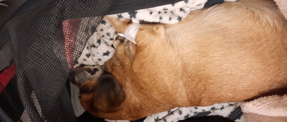 Spenden sammeln | Hunde Operation | Spendenseite