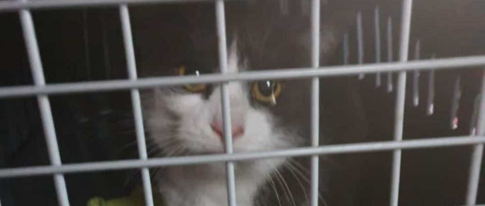 Spenden sammeln | Schwere Katzen OP | Spendenseite