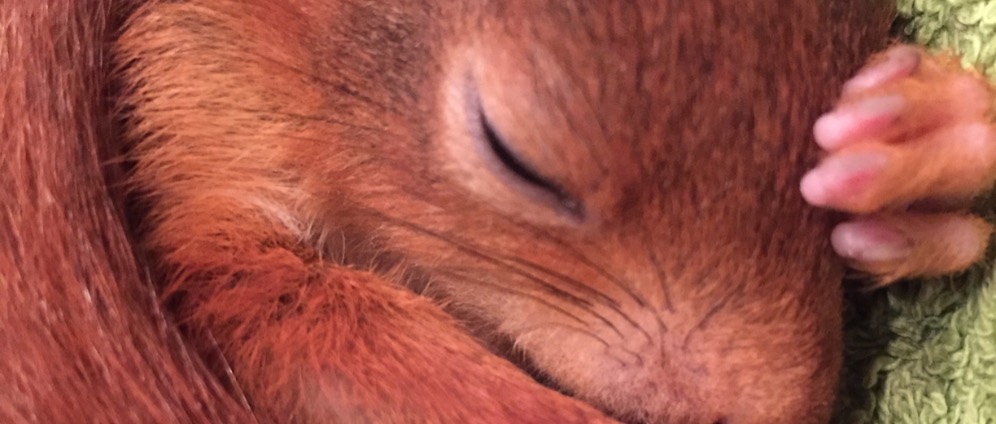 Spenden sammeln | Hilfe für Wildtiere kleine Päppelfarm | Spendenseite