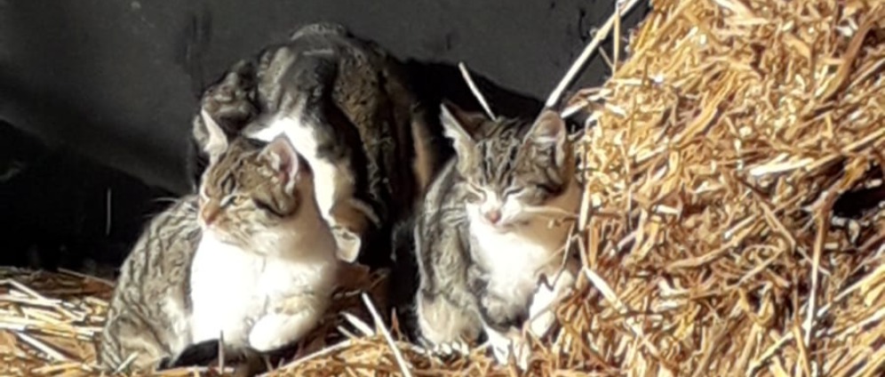 Spenden sammeln | 12 WildKatzen benötigen Unterstützung | Spendenseite