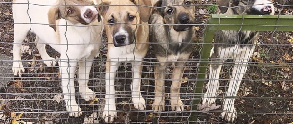 Spenden sammeln | Spenden für vergessene Tiere Tierheim | Spendenseite