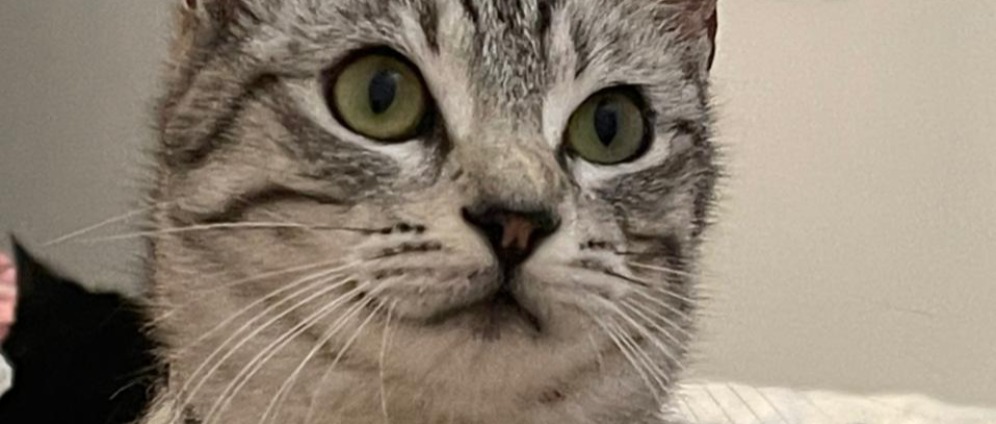 Spenden sammeln | TIERE IN NOT | Spendenseite