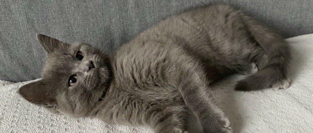 Spenden sammeln | Kater Finn braucht dringend eine OP | Spendenseite
