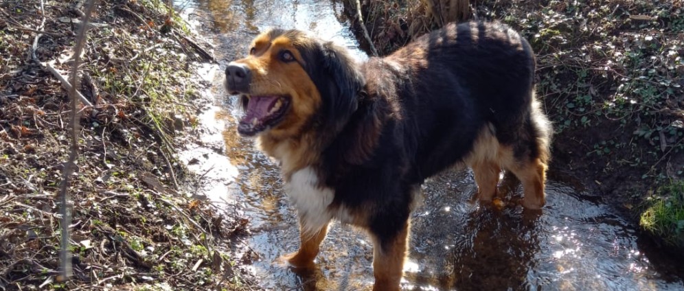 Spenden sammeln | Bestattung Seelenhund Lilly | Spendenseite