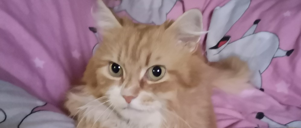 Spenden sammeln | Hilfe für den kleinen Kater | Spendenseite