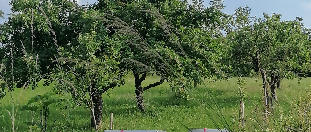 Spenden sammeln | Bäume pflanzen Insektensterben verhindern | Spendenseite
