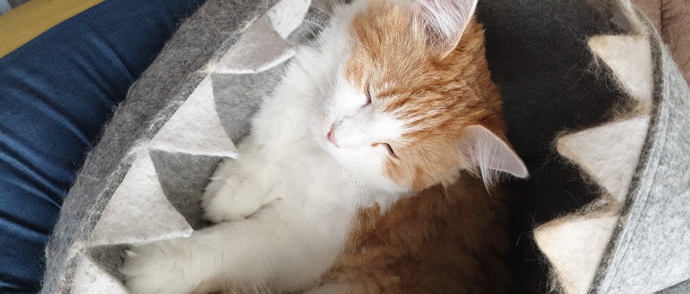 Spenden sammeln | Für mein kater | Spendenseite