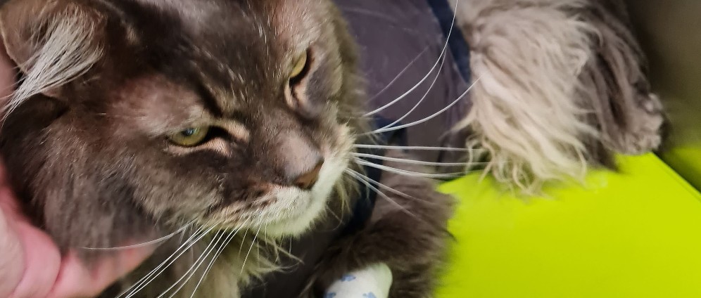 Spenden sammeln | Hilfe für schmusekater Lincoln | Spendenseite