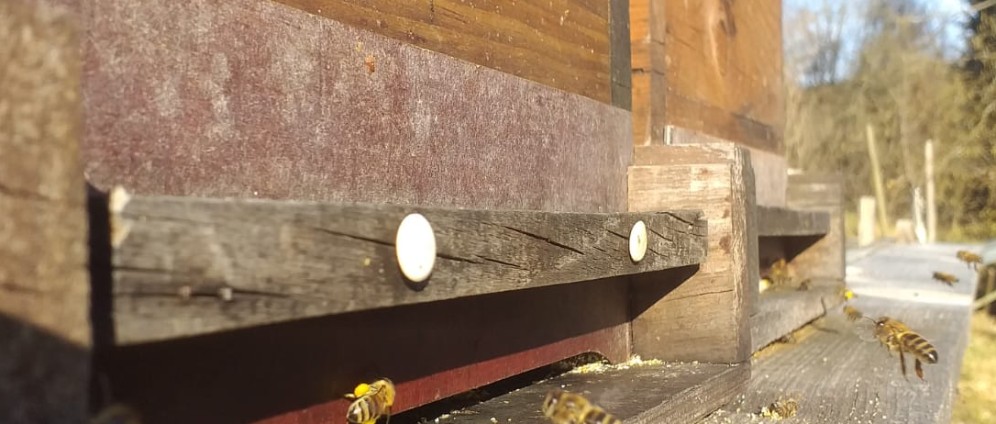 Spenden sammeln | Bienen Überwintern | Spendenseite