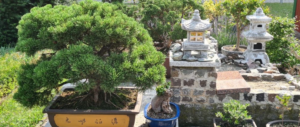 Spenden sammeln | Lebenswerk Bonsai | Spendenseite