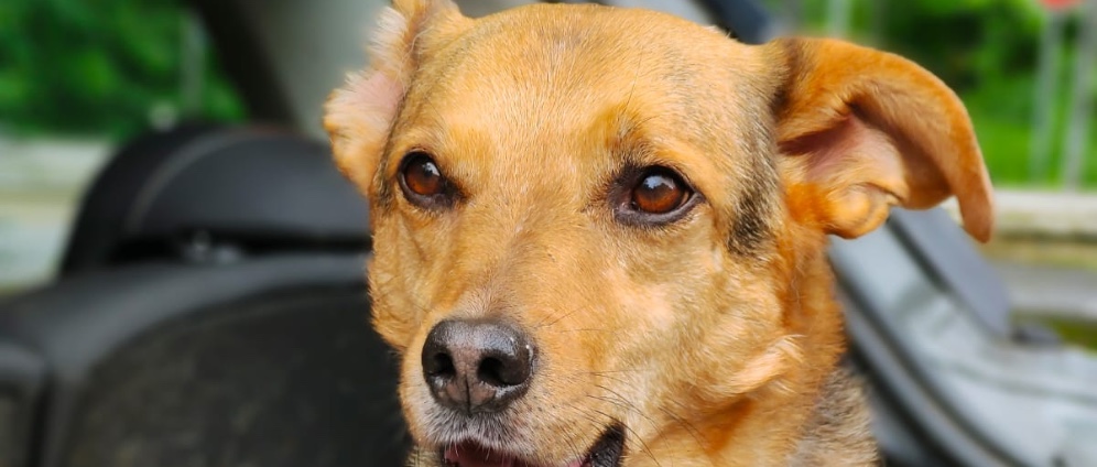 Spenden sammeln | Winterquartier für Hunde in Shelter in Rumänien | Spendenseite