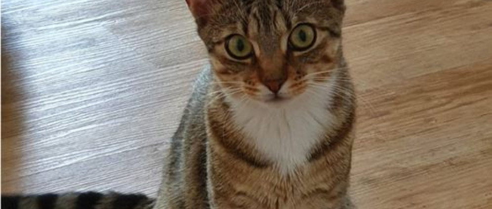 Spenden sammeln | HIlfe für Katze Mila | Spendenseite