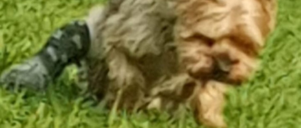 Spenden sammeln | Hunde OP | Spendenseite