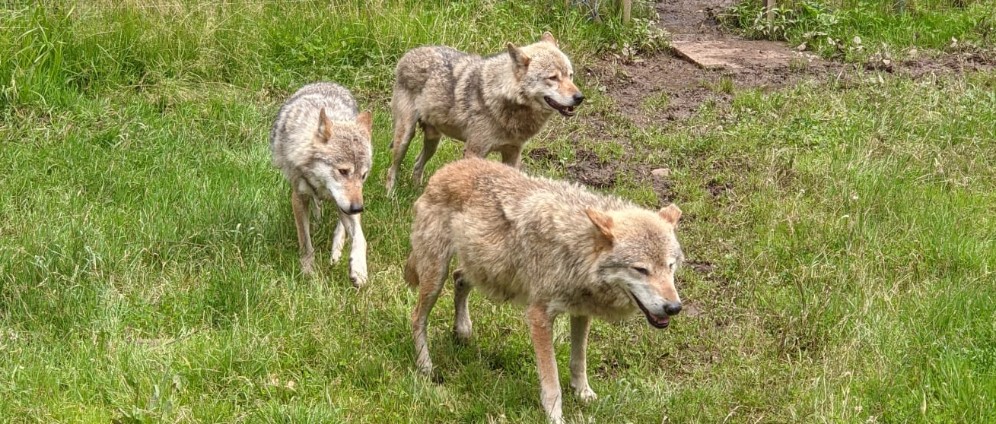 Spenden sammeln | Alternativer Wolfs und Bärenpark Schwarzwald | Spendenseite