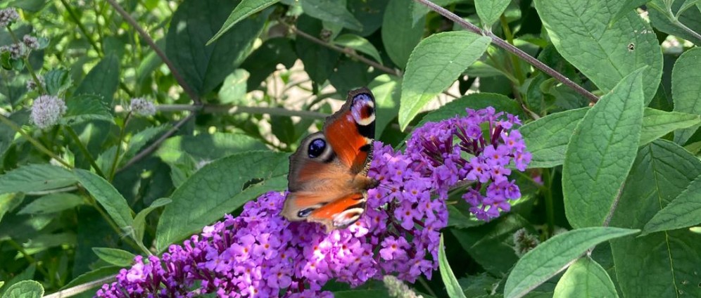 Spenden sammeln | Rettet die Bienen und Insekten Wildbienen Retter | Spendenseite
