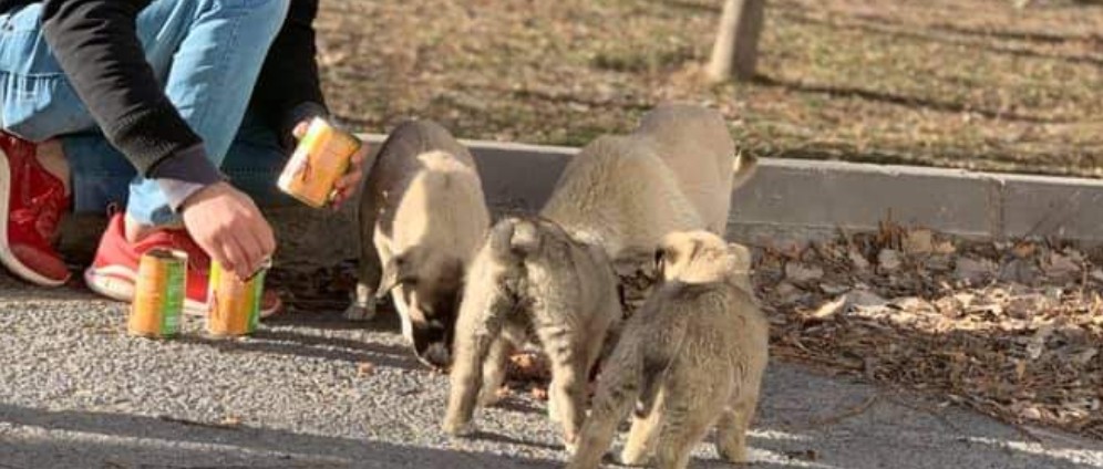 Spenden sammeln | Winter Hilfe für die Tiere in der Türkei | Spendenseite