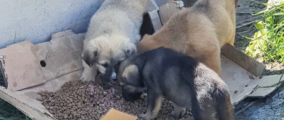 Spenden sammeln | Winter hilfe für die Tiere in der Türkei | Spendenseite