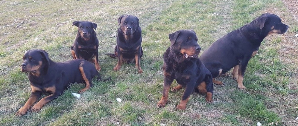Spenden sammeln | Rottweiler Gnadenhof | Spendenseite