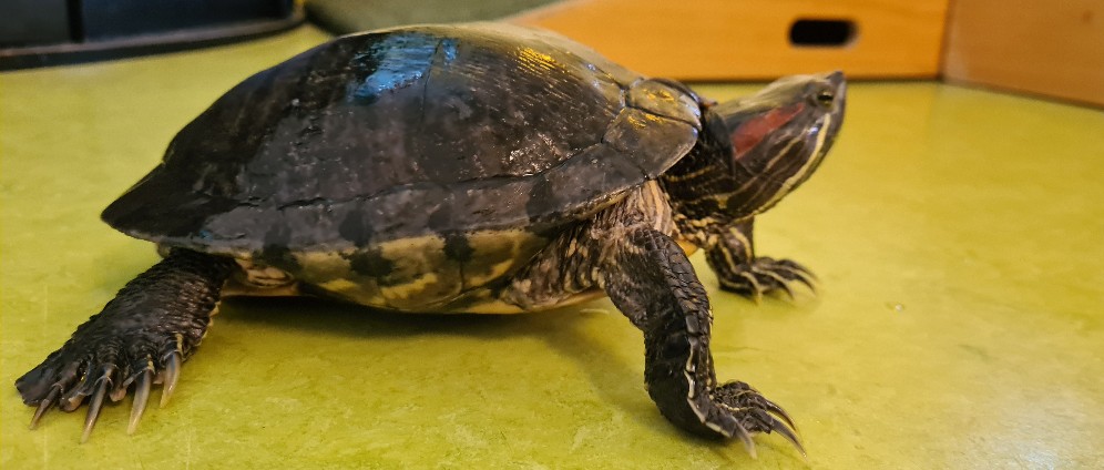 Spenden sammeln | Pauline braucht ein neues Aquarium! | Spendenseite