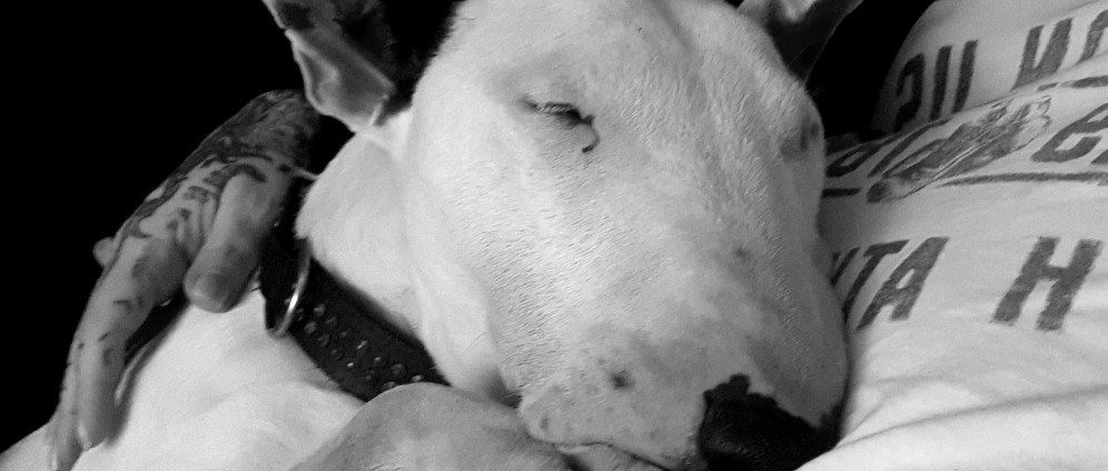 Spenden sammeln | Amon braucht eure Hilfe. Bullterrier in Not | Spendenseite