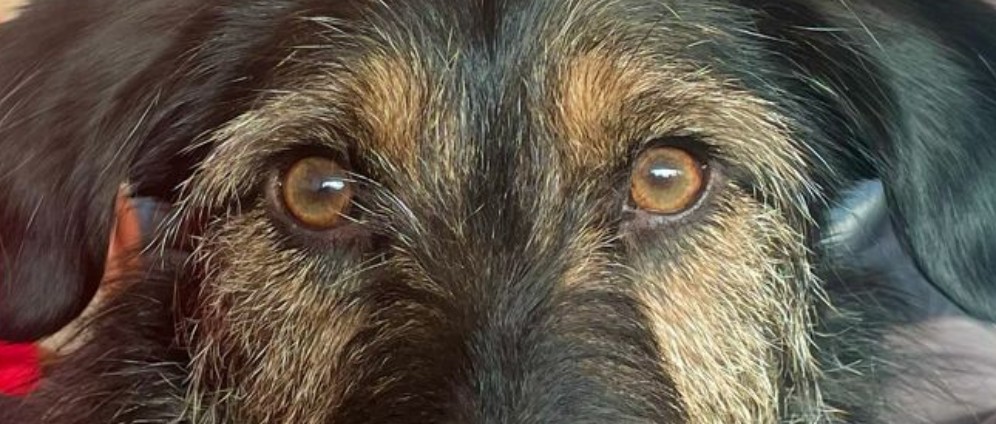 Spenden sammeln | Benji möchte wieder rennen und toben! | Spendenseite