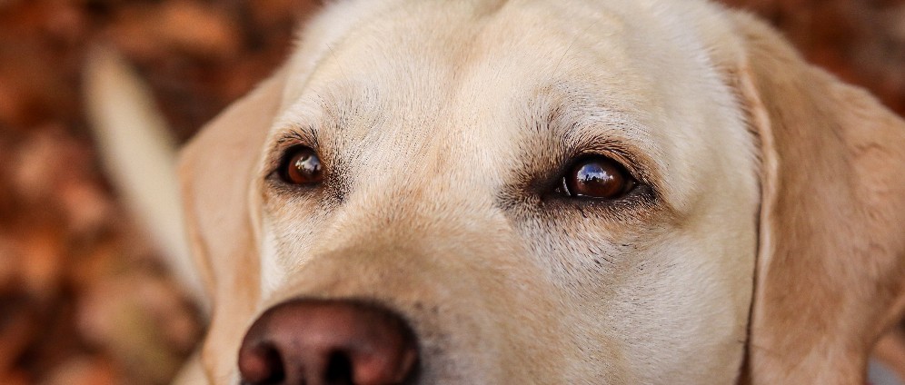 Spenden sammeln | Hilfe für Assistenzhund | Spendenseite