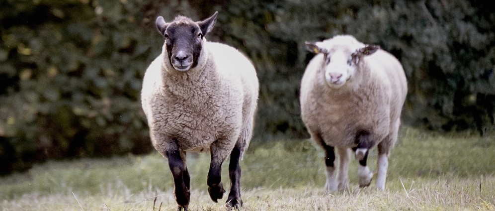 Spenden sammeln | Für immer Zuhause, für Tiere aus dem Tierschutz | Spendenseite