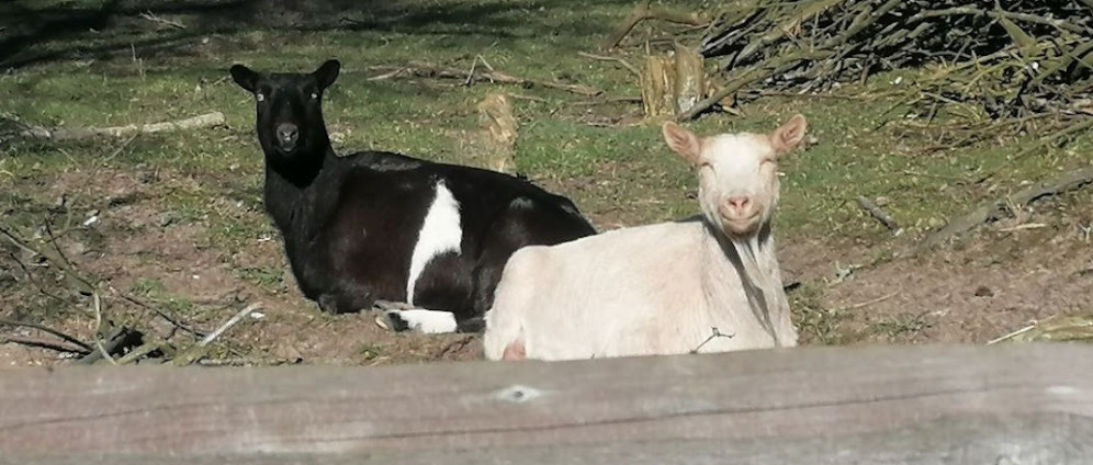 Ein neuer Ziegenstall für Bella und Donna | Spenden sammeln