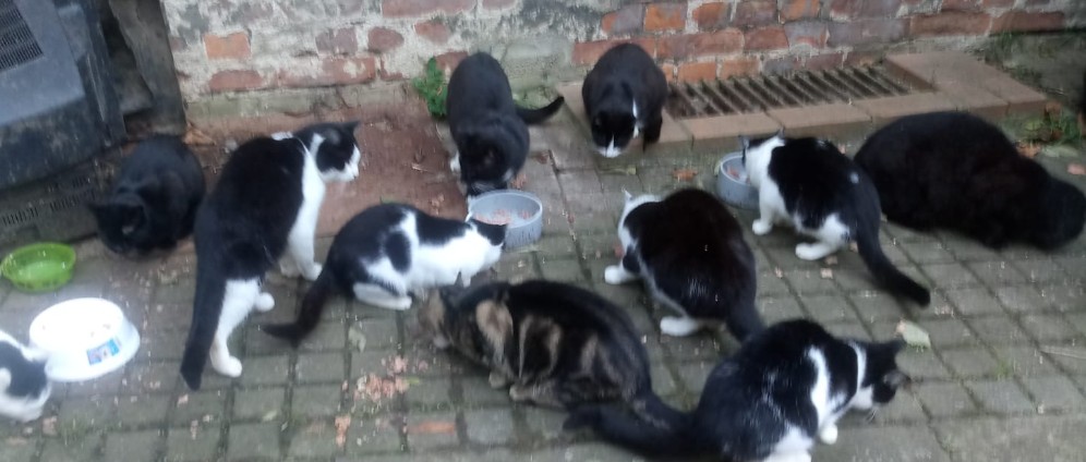 Spenden sammeln | Futter für Katzen ohne Zuhause | Spendenseite