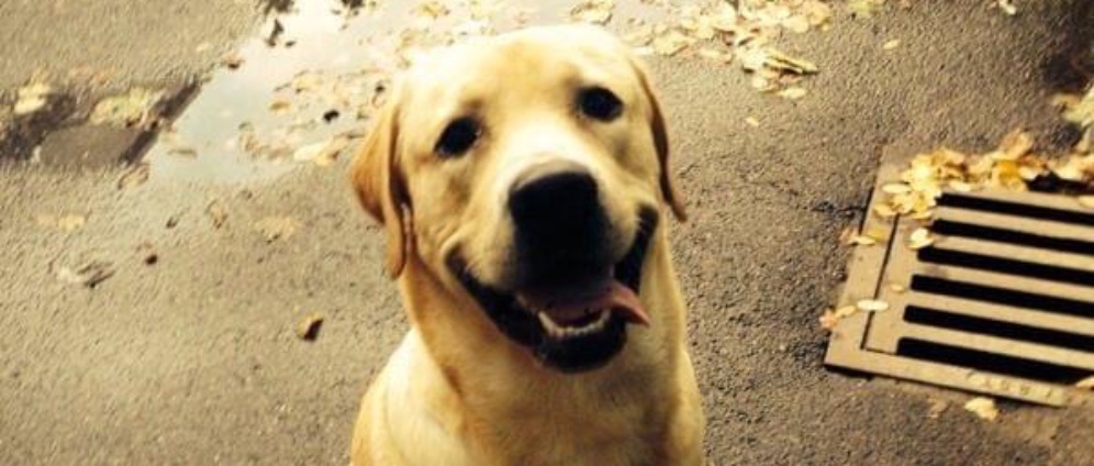 Spenden sammeln | Lio Hund Labrador braucht eine Hüft OP | Spendenseite