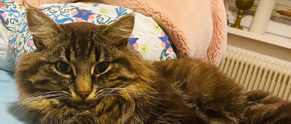Spenden sammeln | Kater Bounty wird gesund | Spendenseite