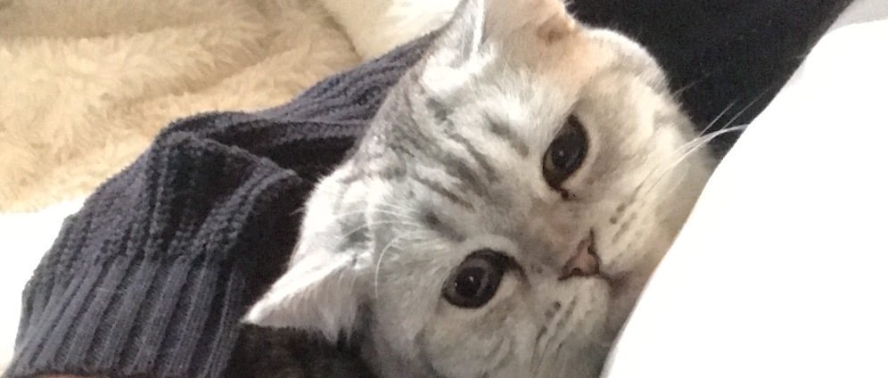 Spenden sammeln | Hilfe für angefahrene Katze Bella | Spendenseite