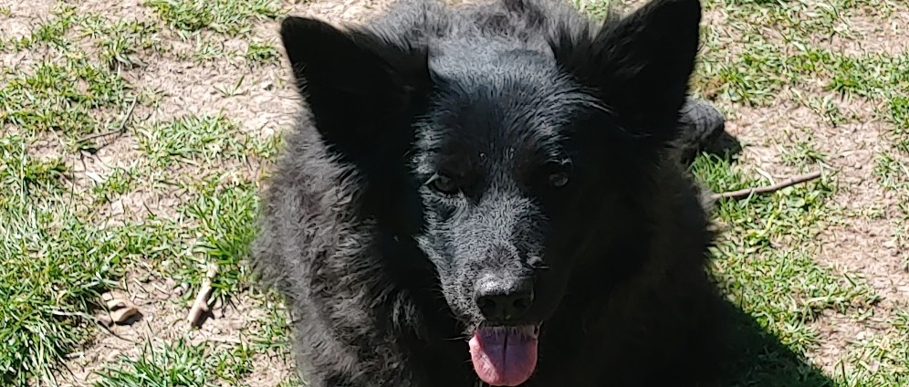 Spenden sammeln | Kranken Hund helfen | Spendenseite