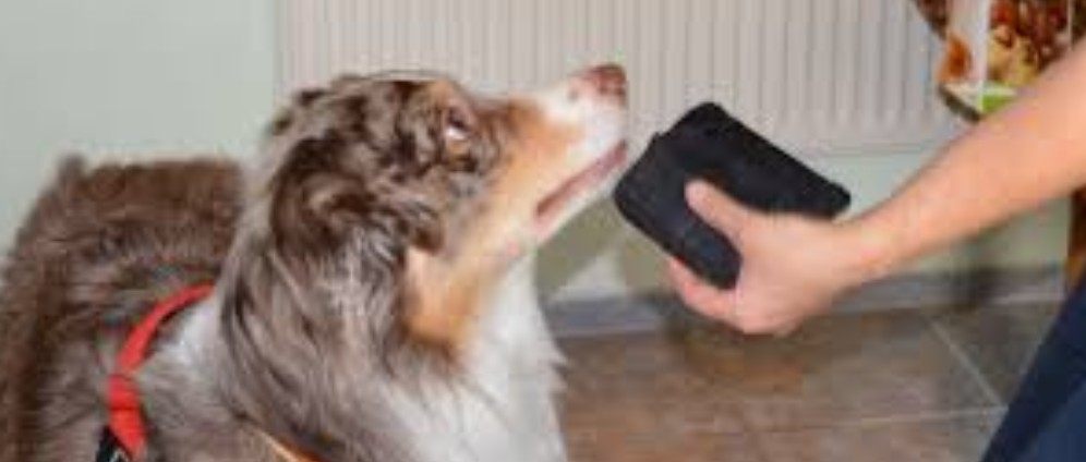 Spenden sammeln | Assistenz Hund | Spendenseite