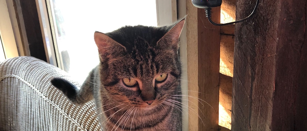 Spenden sammeln | Katze Minna Kastrieren | Spendenseite