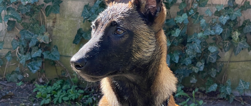 Spenden sammeln | Hund soll wieder laufen können | Spendenseite